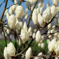 Магнолія Суланжа Lennei Alba купить