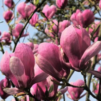 Магнолія Суланжа Lennei купить