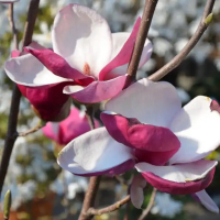 Магнолия Суланжа Winelight (Вайнлайт) купить