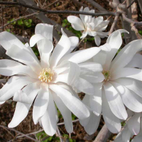 Магнолія зірчаста Роял Стар купить