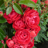 Роза полиантовая Морздаг Ред купить