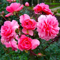 Роза полиантовая Сава Река купить