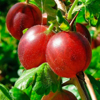 Крыжовник Хинномаки красный купить