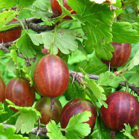 Крыжовник Сварог купить