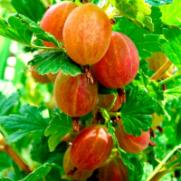 Крыжовник Бесшипный купить