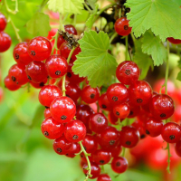 Смородина красная Роднеус купить