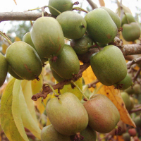 Актинидия Оригинальная купить