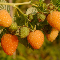 Малина Валентина (mg) купить