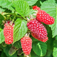 Малина Пшехиба купить