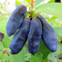 Жимолость Блю Банана купить