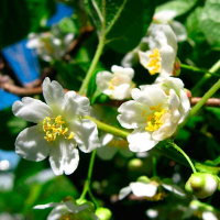 Актинидия Опилитель(мужской) купить