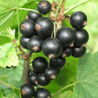 Смородина чорна Оріана (3 шт.) купить