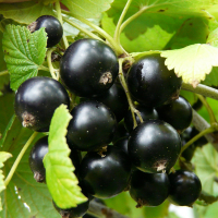 Смородина черная Казкова (3 шт.) купить