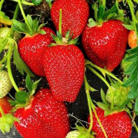 Клубника Альбион купить