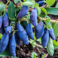 Жимолость Восторг (merry green) купить