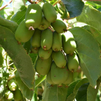 Актинидия Крупноплодная + опылитель (merry green) купить