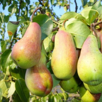 Груша Талгарская купить