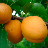 Абрикос Голд Рич купить