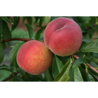 Персик Ред Хевен купить