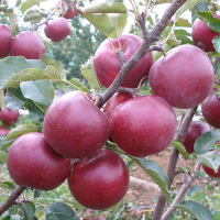 Яблоня Флорина