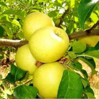 Яблоня Богемия Голд купить
