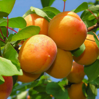 Абрикос Ананасный купить