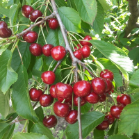 Черешня рубиновая ранняя купить