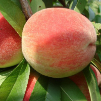 Персик Вересневий купить