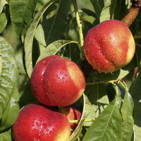 Нектарин Фантазия купить