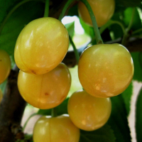 Черешня Денисена купить