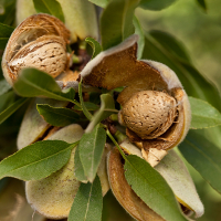 Миндаль Виктория купить