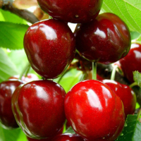 Черешня Крупноплодная купить