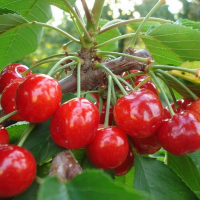 Черешня Самит купить