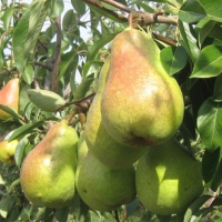 Груша Дельбарью Рикс купить