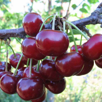 Вишня Шалунья купить