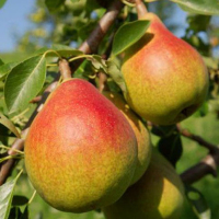 Груша Виктория купить