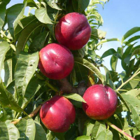 Нектарин Рубиновый-4 купить