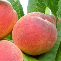 Персик Харнас купить
