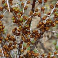 Облепиха опылитель купить
