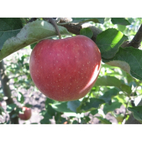 Яблоня Джонаголд купить