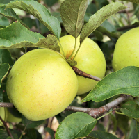 Яблоня Голден Рейнджерс купить