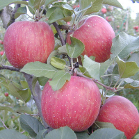 Яблоня Фуджи Кику купить