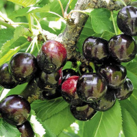 Черешня Мелитопольская черная купить