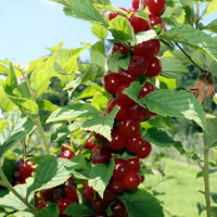 Вишня Сказка купить