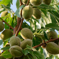 Миндаль сладкий Рихтер купить