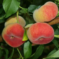 Персик инжирный Сатурн купить