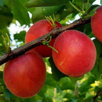 Абрикос Рубиста купить