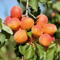 Абрикос Примая купить