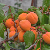 Абрикос Харкот купить