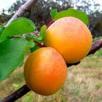 Абрикос Ананасный купить